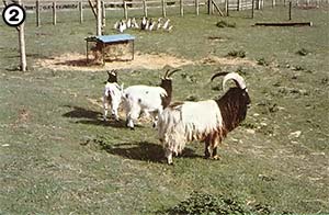 
[PHOTO 2] In the foreground, Bagot goats. In the far background, Indian Runner ducks. 
